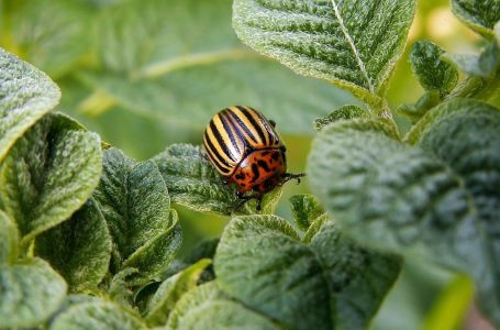 Ubacite ovo u zemlju kad sadite krompir: Zlatica će nestati prije nego što se pojavi!