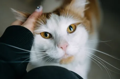 Pet dokaza da te tvoja mačka zaista voli: Broj 1 će otopiti i najtvrđe srce