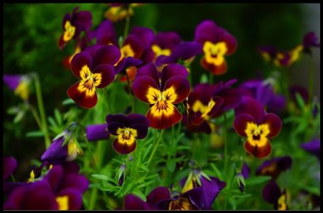 Posadite obavezno ove 3 biljke u aprilu: Cvjetaće do kasne jeseni