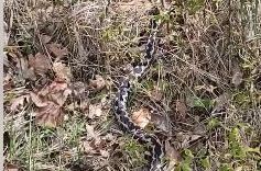 Povećan broj zmija u ovom dijelu BiH