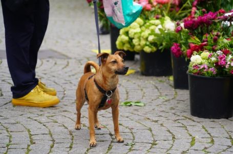 Zašto pas njuši vaše međunožje? Tako ne možete da ga prevarite