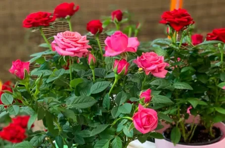 Bujaju kao iz vode i ne razbolijevaju se: Ako ovo uradite do 11 sati, ruže će cvjetati kao lude