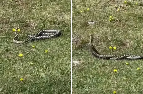 Pastir iz Hercegovine snimio "ples" poskoka na livadi, komentar sa snimka će vas nasmijati