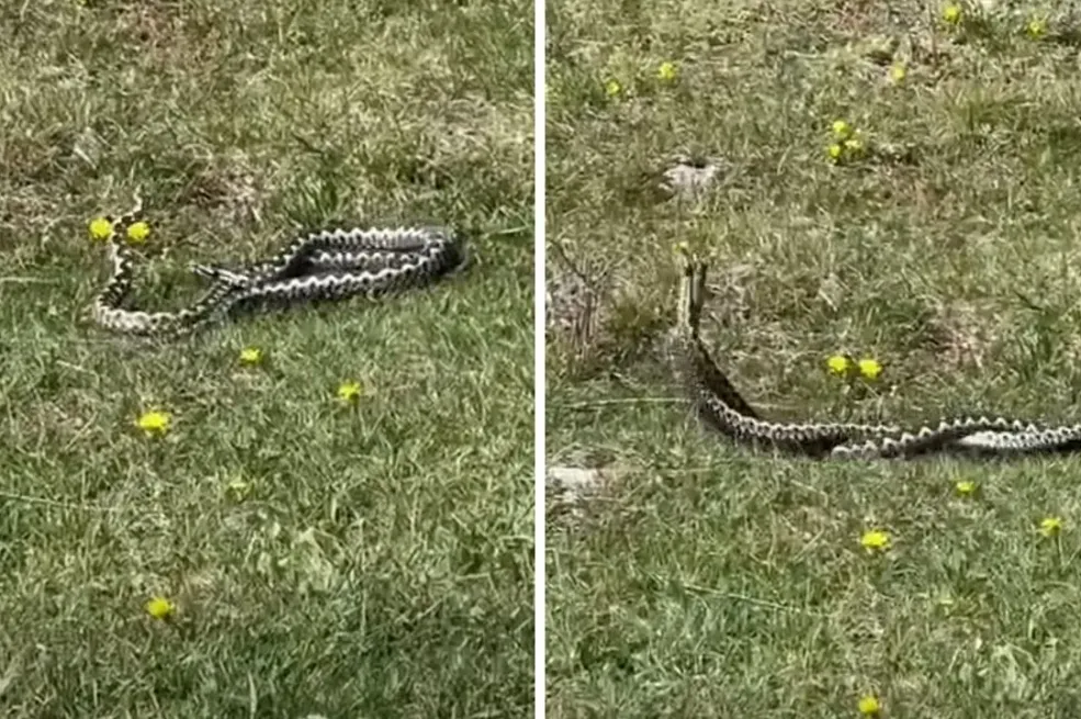 Pastir iz Hercegovine snimio "ples" poskoka na livadi, komentar sa snimka će vas nasmijati