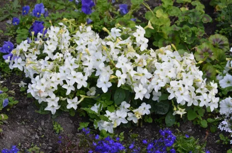 Svi će pitati šta to tako miriše ispod prozora: Znate li kako se zove ovaj cvijet?