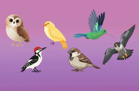 Psihotest koji osvaja internet: Izaberi pticu i saznaj kakva je tvoja prava priroda