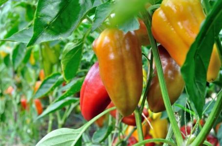 Prirodno đubrivo za papriku i paradajz možete napraviti sami: 1 namirnica iz kuhinje pravi čuda