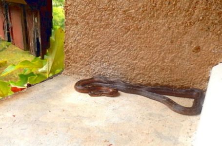 Ove stvari privlače zmije u vaše dvorište, odmah ih se riješite!