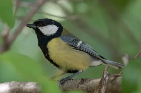 Nemoj ignorisati njihovo prisustvo: Sjenice mnogo govore o stanju vrta