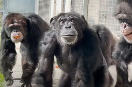 Čudno otkriće: Gibraltarski majmuni “otkrili” prirodni lijek za želudac