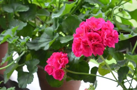 Muškatle cvjetaju kao lude, dodajte samo jednu kap ovoga na 15 dana i svi će gledati u vašu terasu