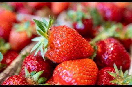 Ovo je najveća prevara sa jagodama: Ako vidite ovo na dnu gajbice, bježite od njih