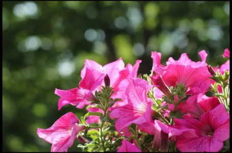 Petunije će „eksplodirati“: Dodajte im samo ovu 1 stvar i biće duplo bujnije nego prošle