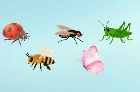 Izaberi bez razmišljanja jednog insekta sa slike: Saznaj šta te čini posebnim, a da to ni ne znaš