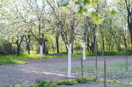 Pospi ovo u aprilu pod jabukom: Plodovi će biti krupni i sočni