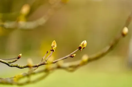 Test od 10 sekundi otkriva može li vaša biljka da preživi, ako ovo vidite ima joj spasa