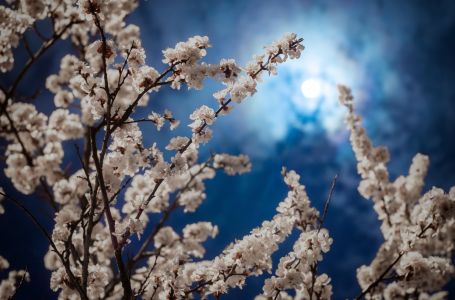 Stiže "cvjetni Mjesec", a ova 3 znaka će ga najjače osjetiti: Donosi im novi život i veliku sreću