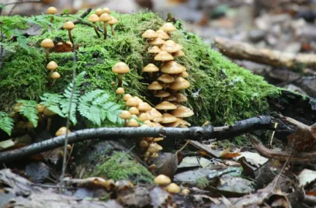 Šume u BiH su dom jedne od najskupljih gljiva na svijetu: Kilogram košta 30 KM, a suhi i do 500 KM