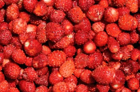 Kako pravilno oprati jagode: Jednostavan trik uklanja prljavštinu i pesticide za nekoliko minuta