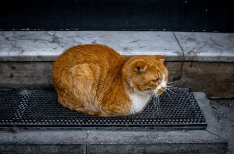Ne tjerajte je s praga: Ako vam nepoznata mačka dođe na vrata, evo šta to znači