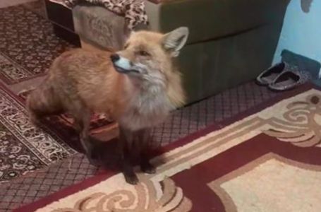 Nesvakidašnja scena u selu kod Konjica: Lisica ušla u dnevnu sobu dok su ukućani pili kafu (VIDEO)
