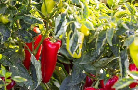 Njemačka metoda sadnje paprika: Zaboravite na kopanje i plijevljenje, a prinos će biti duplo veći