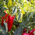 Njemačka metoda sadnje paprika: Zaboravite na kopanje i plijevljenje, a prinos će biti duplo veći