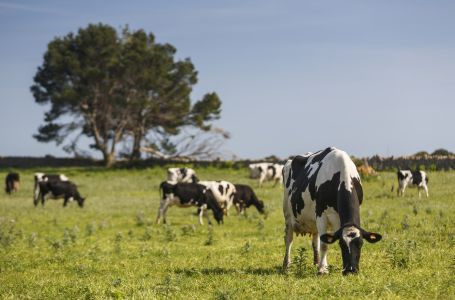 Ostavili 5 krava na udaljenom ostrvu, 130 godina kasnije naučnici su se vratili: Evo šta su zatekli