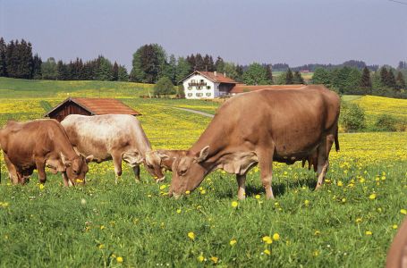 Farmer ostavio pet krava na udaljenom otoku: 130 godina kasnije naučnici nisu vjerovali šta vide
