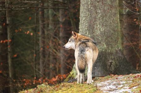 Indijanski horoskop: Znate li koji ste znak i šta on govori o vama