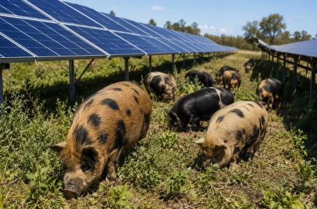 Krdo svinja pušteno je u solarnu elektranu: Ono što su uradile panelima bilo "neočekivano"