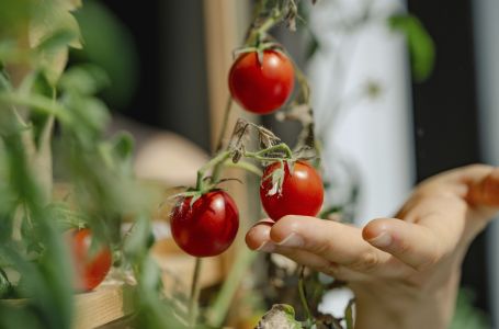 Trik sa kvascem spašava paradajz: Plodovi će biti veći i sočniji nego ikada