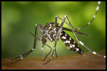 Ove tri biljke komarci ne podnose: Terasa miriše prelijepo, a insekti bježe glavom bez obzira