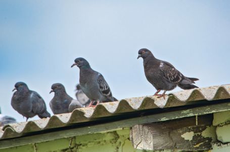 Stavite ovo na terasu i golubovi će je zaobilaziti u širokom luku