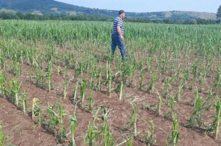 Nevrijeme praćeno gradom uništilo usjeve na sjeveru BiH