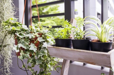 10 sobnih biljki koje donose tugu u vaš dom po feng šuiu
