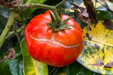 Kako spriječiti pucanje paradajza - rješenje je jednostavnije nego što mislite