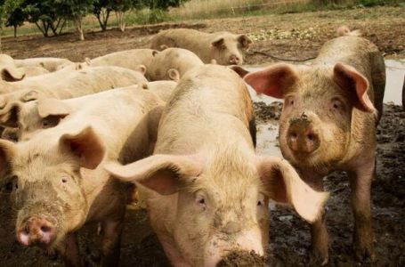 Srbija: Zbog svinjske kuge bit će uništeno više od 11.000 svinja