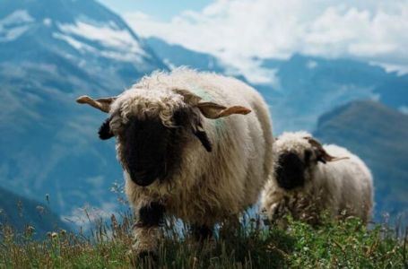 Udar groma usmrtio 97 crnonosih ovaca u švicarskim Alpama
