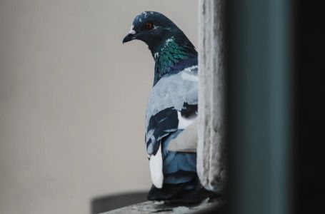 Šta znači ako vam ptica uleti u kuću ili udari u prozor: Odgovor vam se sigurno neće dopasti
