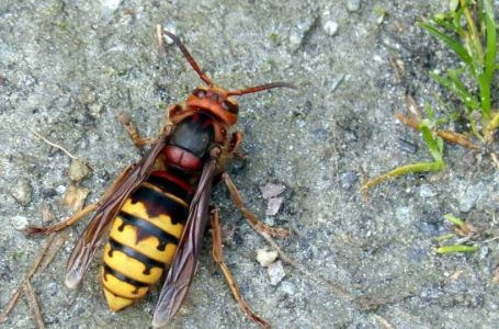Trik koji garantuje rezultate: Kako se zaštititi od osa?