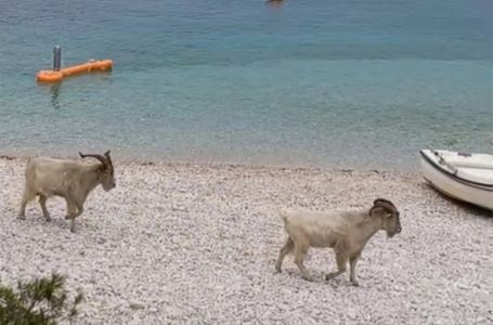 Neobičan prizor na Visu: Stado koza divljalo na plaži