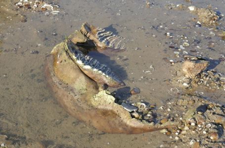 U Dunavu u Bugarskoj zbog suše pronađene kosti mamuta