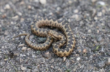 Majka sa maloljetnom djecom u kući zatekla poskoka
