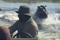 Dramatičan snimak obilazi svijet: Turisti krenuli na safari, pa bježali od razjarenog nilskog konja