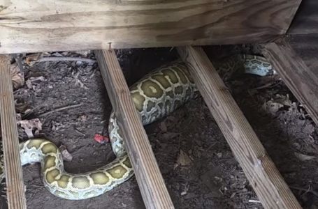 Pored kuće ugledali zmiju dugu dva metra, rendgen otkrio njen posljednji obrok