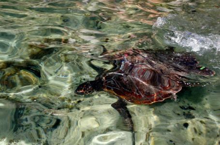 Ugrizla je u moru i nije puštala: "Noga joj je napuhana, na antibioticima je i mora kod hirurga"