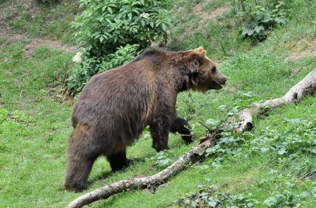 Medvjed izvukao djevojku iz šatora dok je spavala sa zaručnikom i usmrtio je