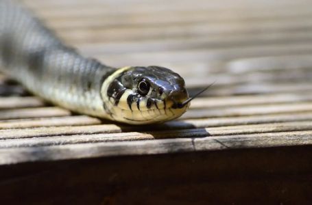 Zmija vam uđe u kuću: Ovo nikako ne radite, jedna greška može biti opasna