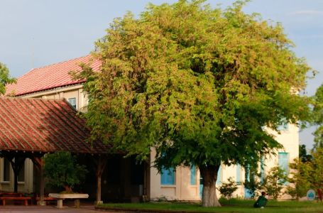 Ovo drvo mnogi imaju u dvorištu, a naši stari su vjerovali da donosi nevolju